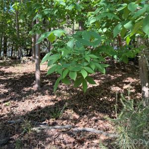 Photo #37 of 18524 Mainsail, Lancaster, SC