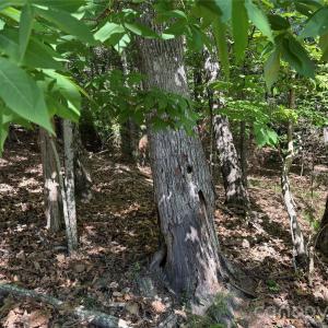 Photo #9 of 18524 Mainsail, Lancaster, SC