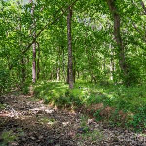 Photo #6 of McIntyre, Wingate, NC