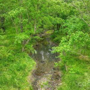 Photo #5 of McIntyre, Wingate, NC