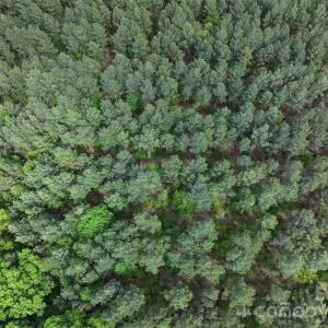 Photo #8 of TBD Horne Town, Polkton, NC