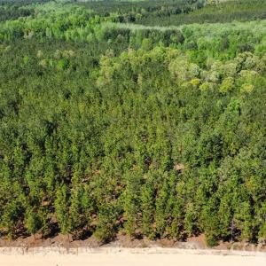 Photo #36 of Mcqueen, Patrick, SC