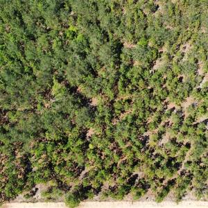 Photo #26 of Mcqueen, Patrick, SC