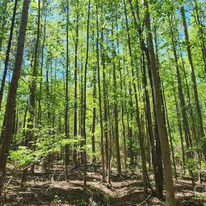 Photo #37 of Mcqueen, Patrick, SC