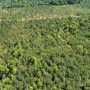 Photo #28 of Mcqueen, Patrick, SC