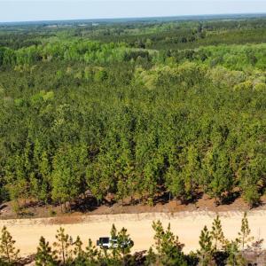 Photo #35 of Mcqueen, Patrick, SC