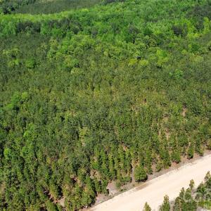 Photo #23 of Mcqueen, Patrick, SC