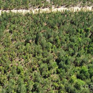 Photo #27 of Mcqueen, Patrick, SC