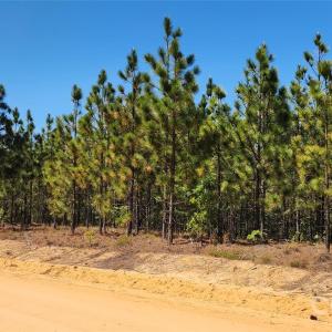 Photo #17 of Mcqueen, Patrick, SC