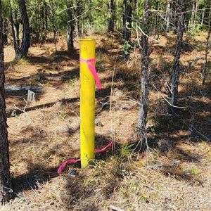 Photo #41 of Mcqueen, Patrick, SC