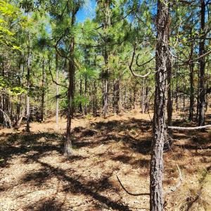 Photo #20 of Mcqueen, Patrick, SC