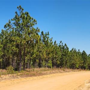 Photo #16 of Mcqueen, Patrick, SC