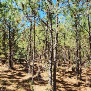 Photo #21 of 1050 Mcqueen, Patrick, SC