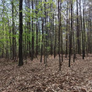 Photo #16 of TBD RIVER BLUFF, Lilesville, NC