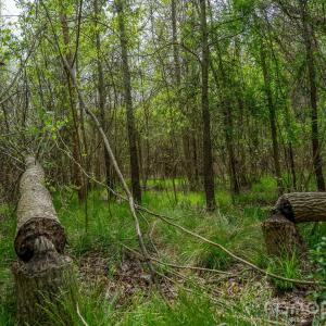 Photo #9 of Blackwelder, Salisbury, NC