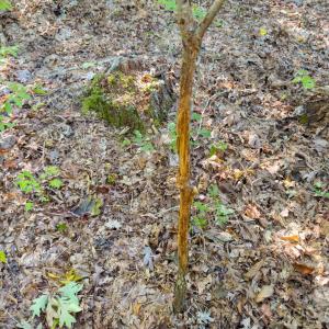 Photo #18 of Hwy 731, Candor, NC