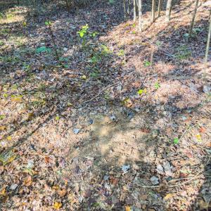 Photo #40 of Hwy 731, Candor, NC