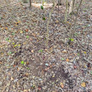 Photo #20 of Hwy 731, Candor, NC