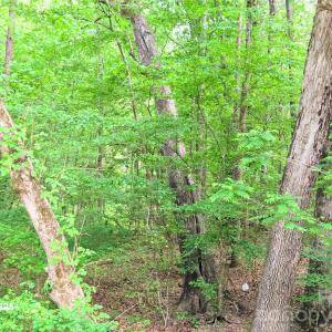 Photo #9 of VAC Stony Gap, Albemarle, NC