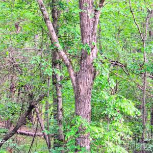 Photo #7 of VAC Stony Gap, Albemarle, NC