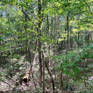 Photo #20 of Trull Hinson, Wingate, NC