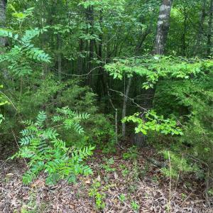 Photo #8 of 2426 Ore Bank, Smyrna, SC