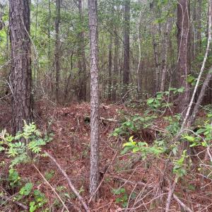 Photo #13 of 2426 Ore Bank, Smyrna, SC