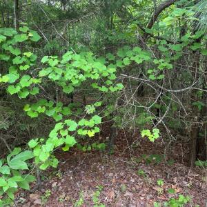 Photo #3 of 2426 Ore Bank, Smyrna, SC
