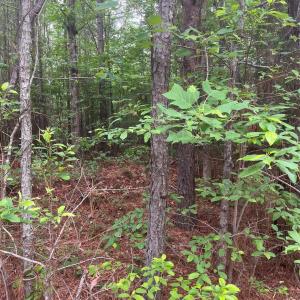 Photo #14 of 2426 Ore Bank, Smyrna, SC