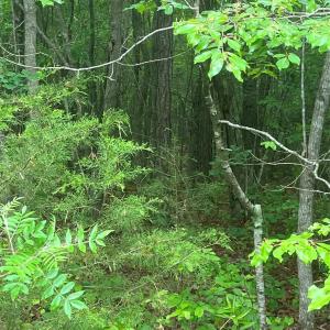 Photo #7 of 2426 Ore Bank, Smyrna, SC