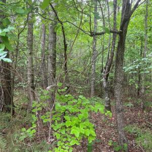 Photo #5 of 2426 Ore Bank, Smyrna, SC