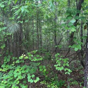 Photo #4 of 2426 Ore Bank, Smyrna, SC