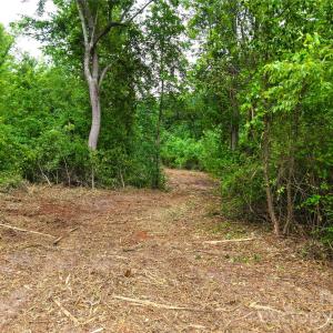 Photo #8 of Society Hill, Society Hill, SC