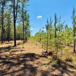 Photo #8 of 17ac JC Barefoot, Patrick, SC