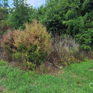 Photo #6 of Blackwelder, Indian Land, SC