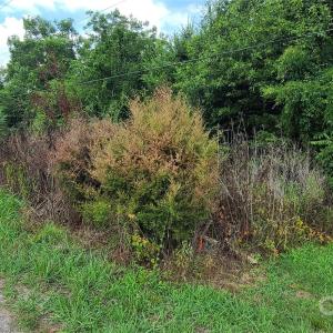 Photo #7 of Blackwelder, Indian Land, SC
