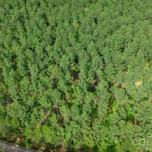 Photo #42 of Peacehaven, McConnells, SC