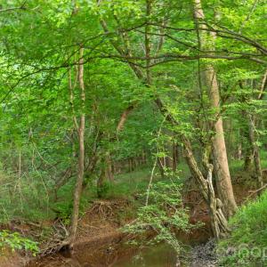 Photo #23 of Lucy Short Cut, Marshville, NC