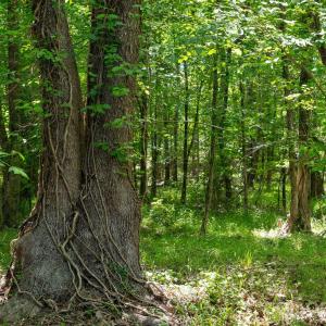 Photo #41 of Cool Branch, Carlisle, SC