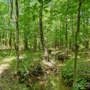 Photo #9 of Cool Branch, Carlisle, SC