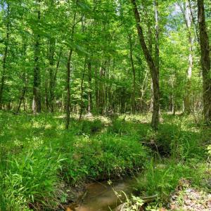 Photo #25 of Cool Branch, Carlisle, SC