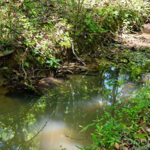 Photo #18 of Cool Branch, Carlisle, SC