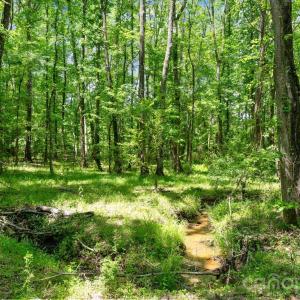 Photo #39 of Cool Branch, Carlisle, SC