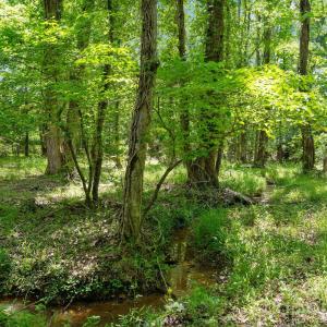 Photo #19 of Cool Branch, Carlisle, SC