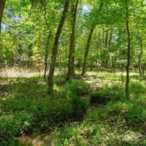 Photo #7 of Cool Branch, Carlisle, SC