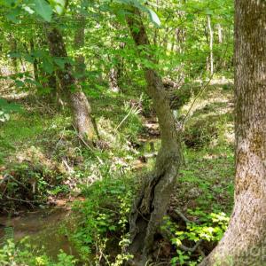 Photo #35 of Cool Branch, Carlisle, SC