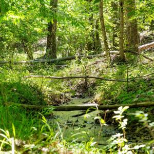 Photo #38 of Cool Branch, Carlisle, SC