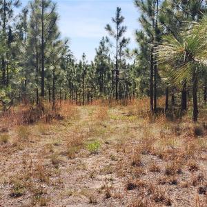 Photo #14 of 1045 Mcqueen, Patrick, SC