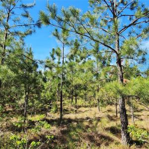 Photo #20 of 1045 Mcqueen, Patrick, SC