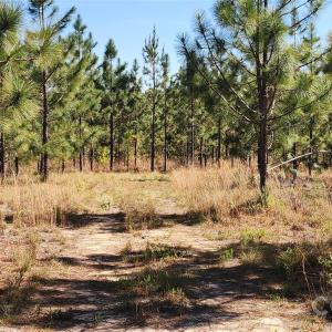 Photo #11 of 1045 Mcqueen, Patrick, SC